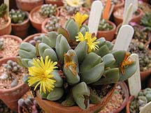 Conophytum yellow